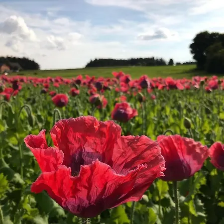 Des Gluecks - Fischl