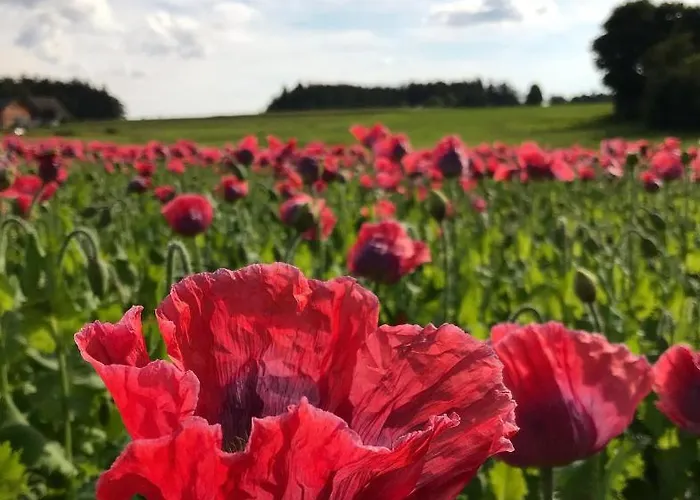 Des Gluecks - Fischl